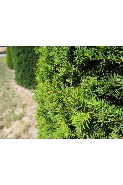 Тис ягідний Топіар Куля хвоя